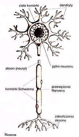 Budowa biologicznej komórki nerwowej (neuronu)
