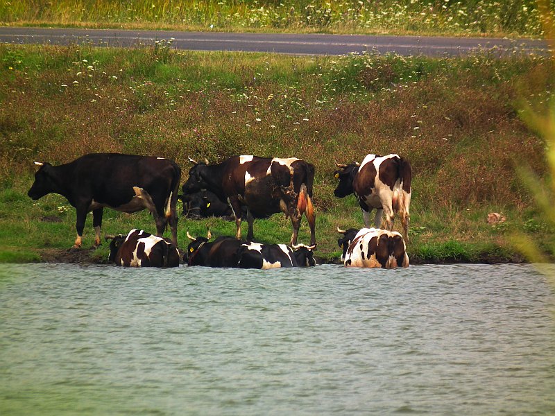 Kąpiące się Krowy